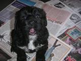 Zoe als Welpe 2004