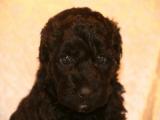 curly- Rüde 5 Portrait